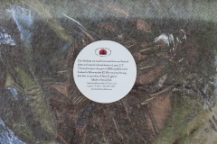 July Wool Pictures (40 of 72)